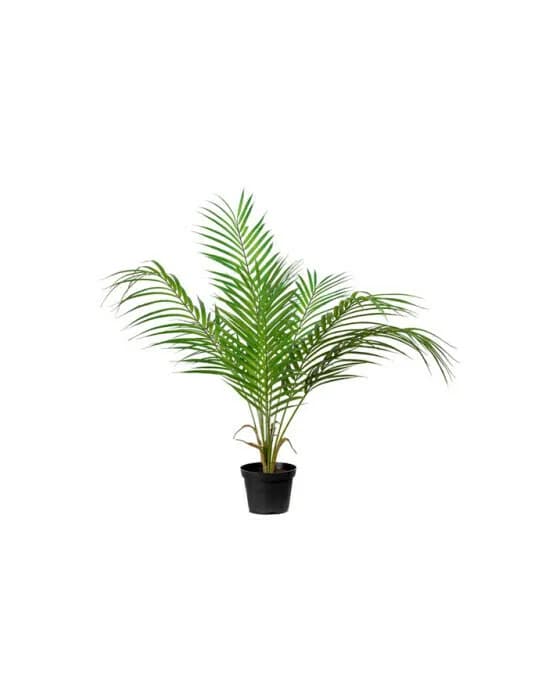 Parlour Palm Tree
