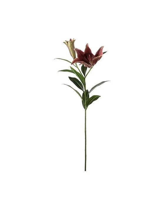 Lilie Schnittblume Weinrot