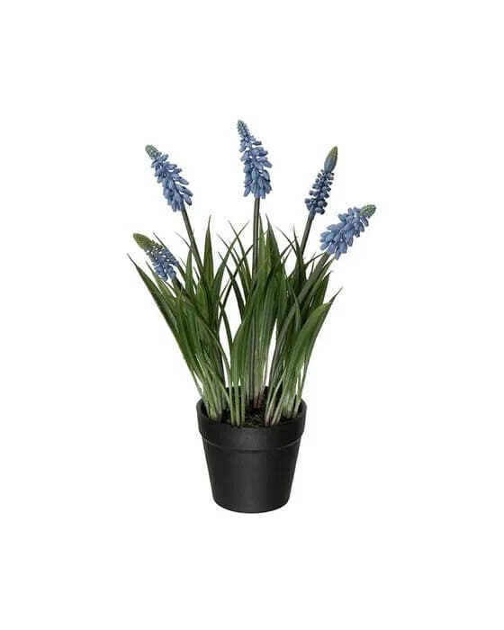 Perlhyazinthe topfpflanze blau