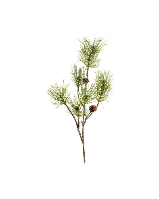 Kieferzweig mit Zapfen Schnittblume grün