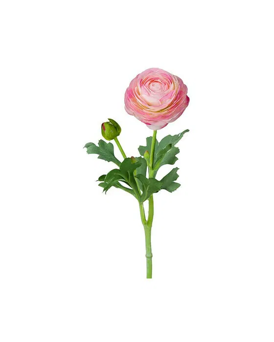 Ranunkel Schnittblume Hellrosa