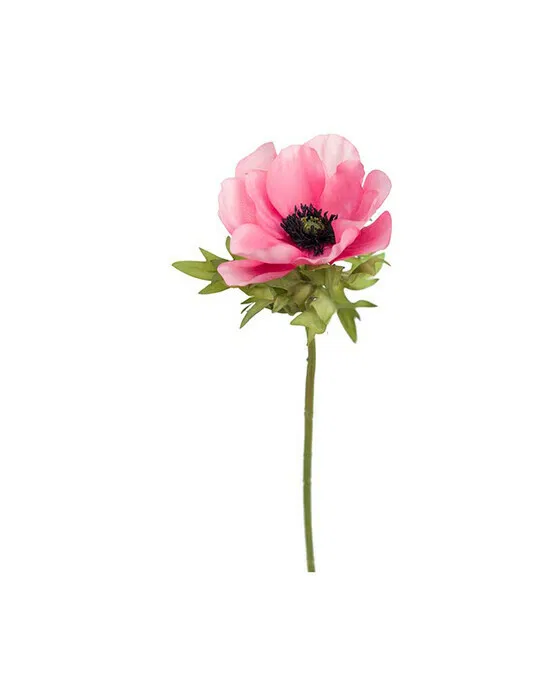 Rosa Schnittanemone