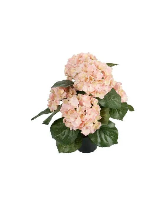 Hortensie Zimmerpflanze rosa