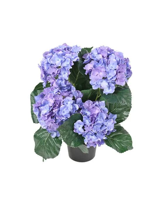 Hydrangea Potted Plant Blue