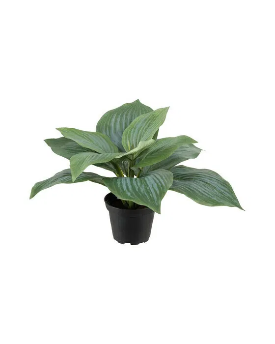 Funkia Pot Plant Green