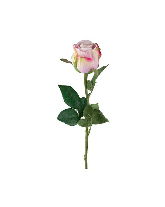 Rose Schnittblume rosa