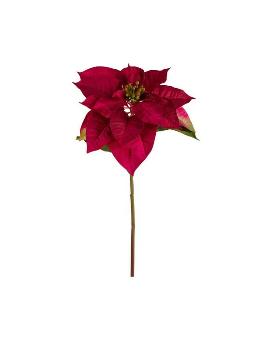 Weihnachtsstern Schnittblume rote
