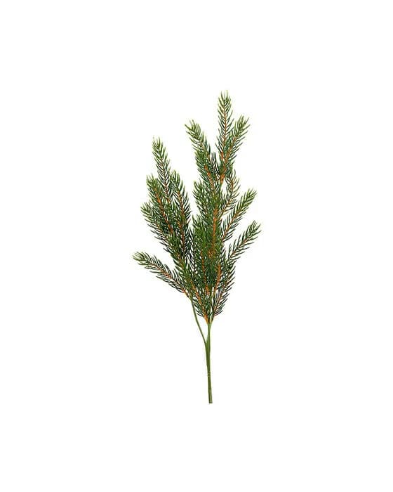Weise Fichtenzweig Schnittblume