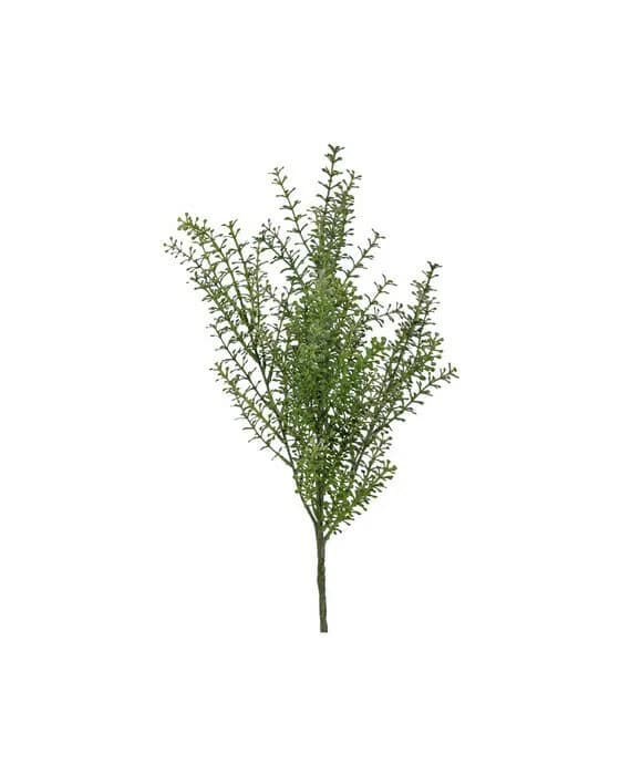Thlapsi Schnittblume grün