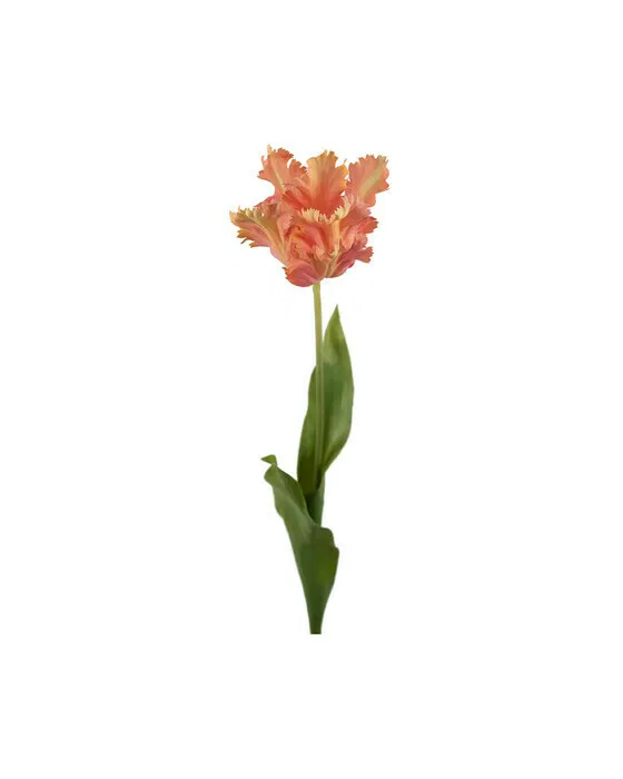 Papageientulpe Schnittblume aprikose