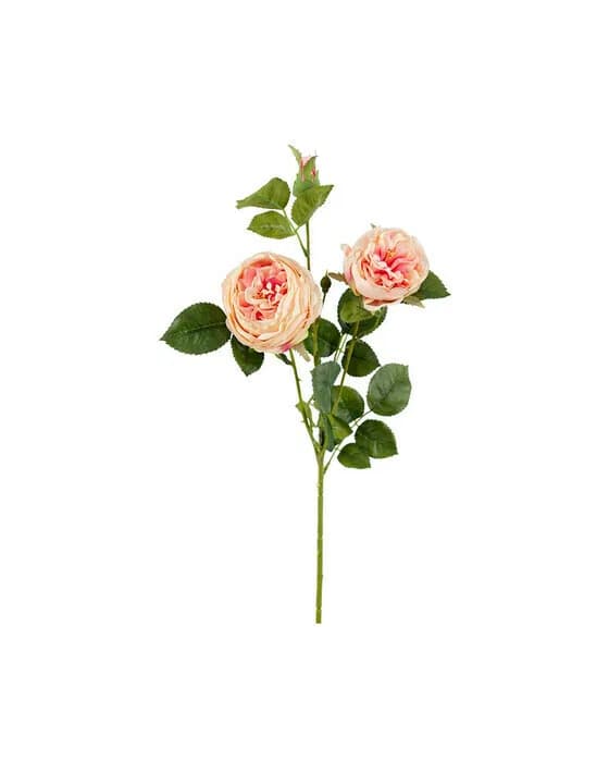 Rose Schnittblume rosa