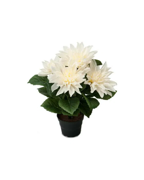 Dahlia Topfpflanze weiß