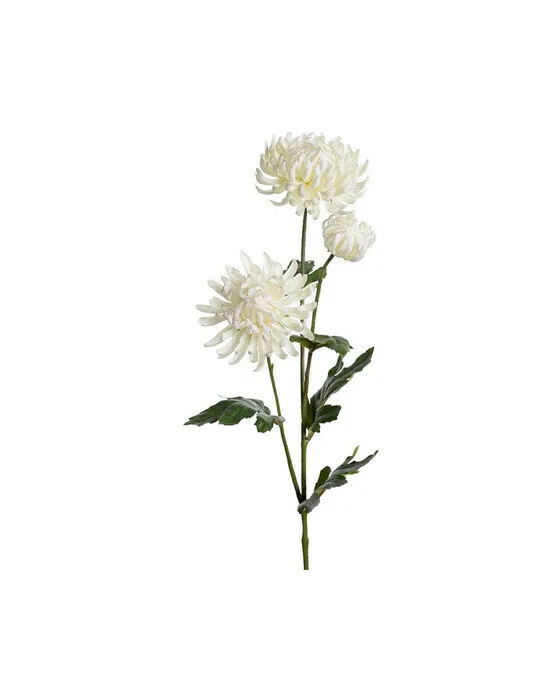 Chrysantheme Schnittblume weiß