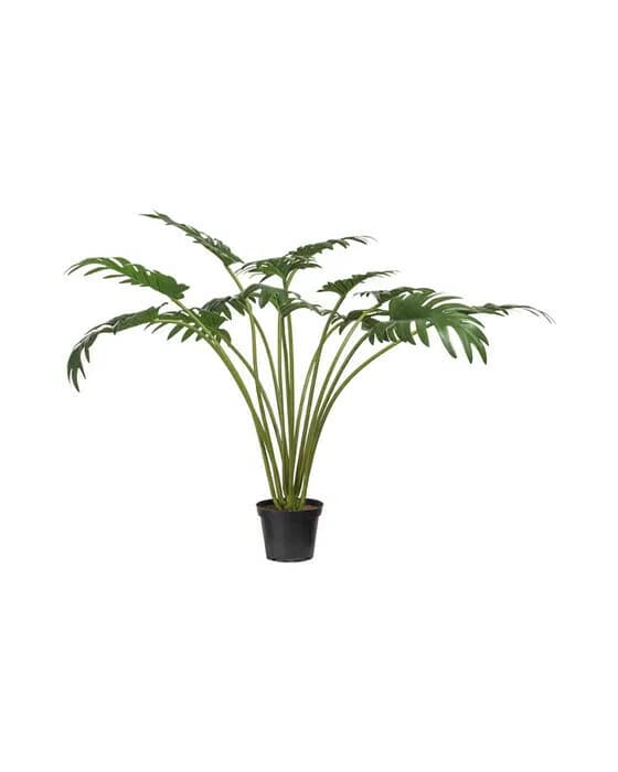 Philodendron Potted Plant Green