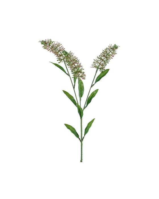 Astilbe Schnittblume rosa