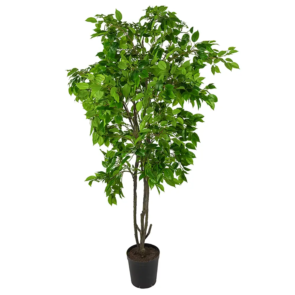 Mr Plant, Feige Benjamin Baum 210 cm