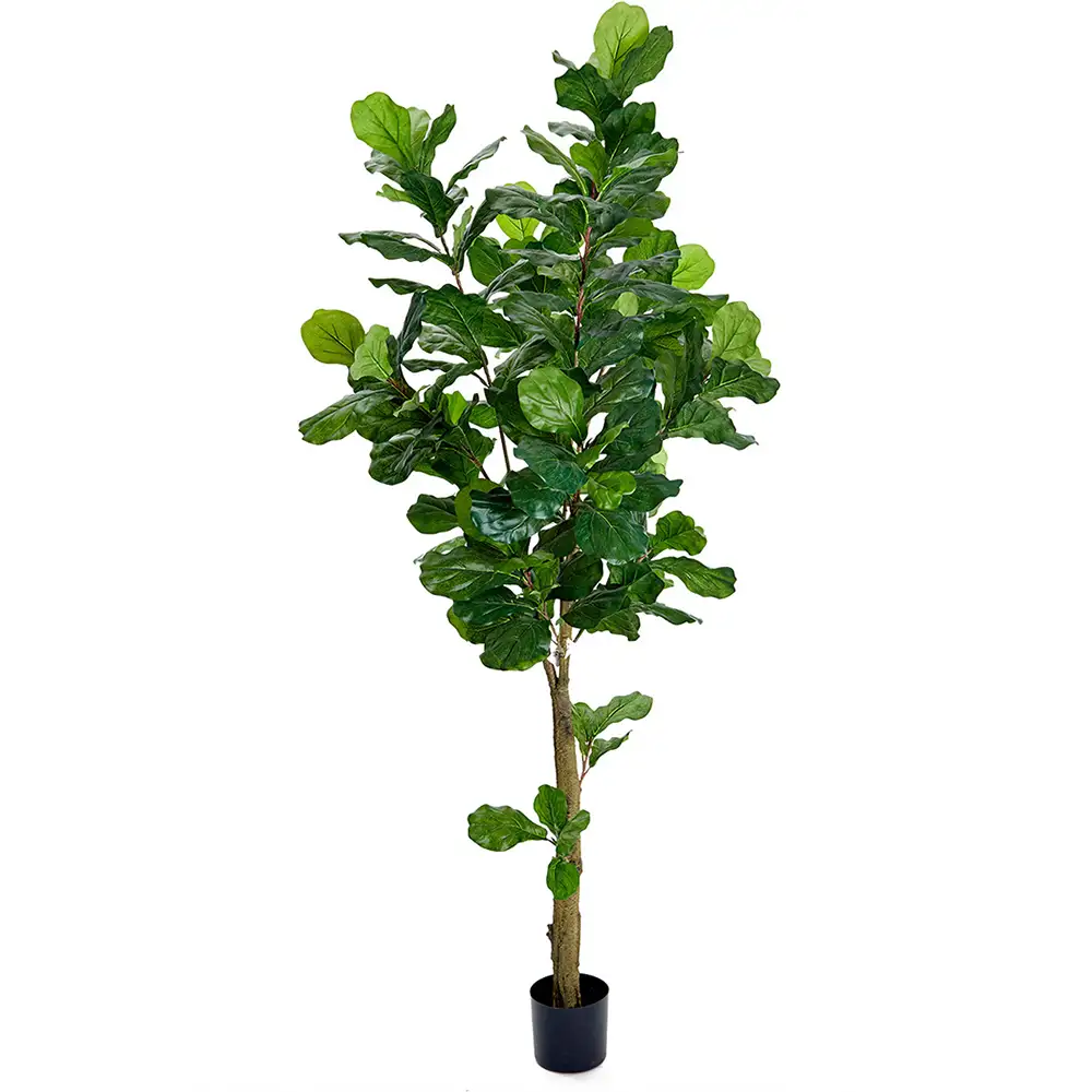 Mr Plant, Fiolfikus 210 cm