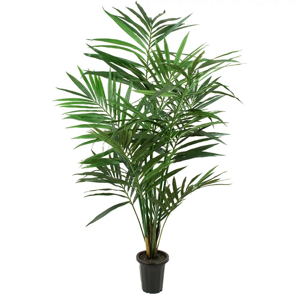 Mr Plant, Kentia Palme 180 cm