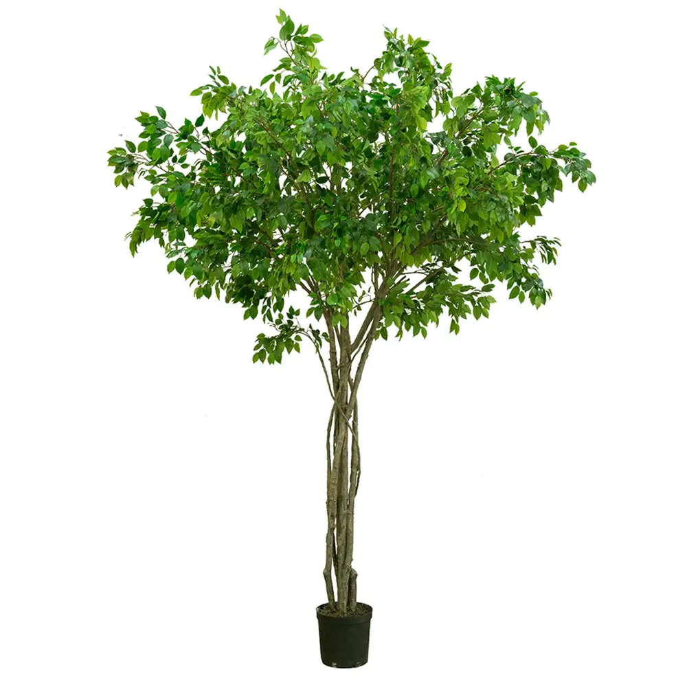 Mr Plant, Feige Benjamin Baum 330 cm