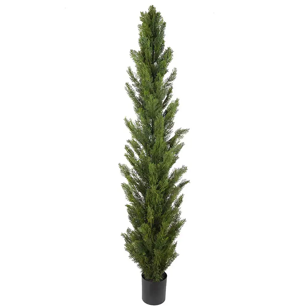 Mr Plant, Zypressenbaum 180 cm