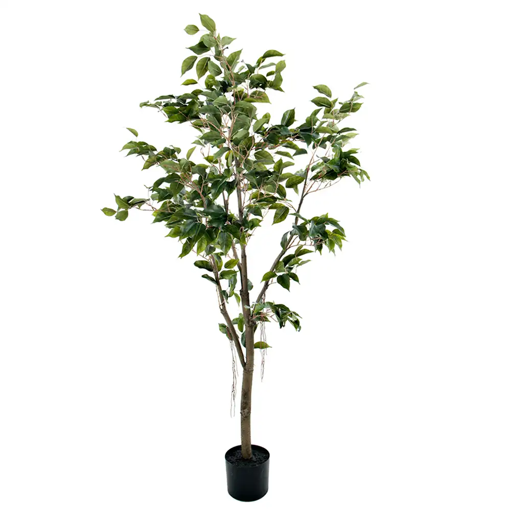 Mr Plant, Fikus Benjamin 180 cm