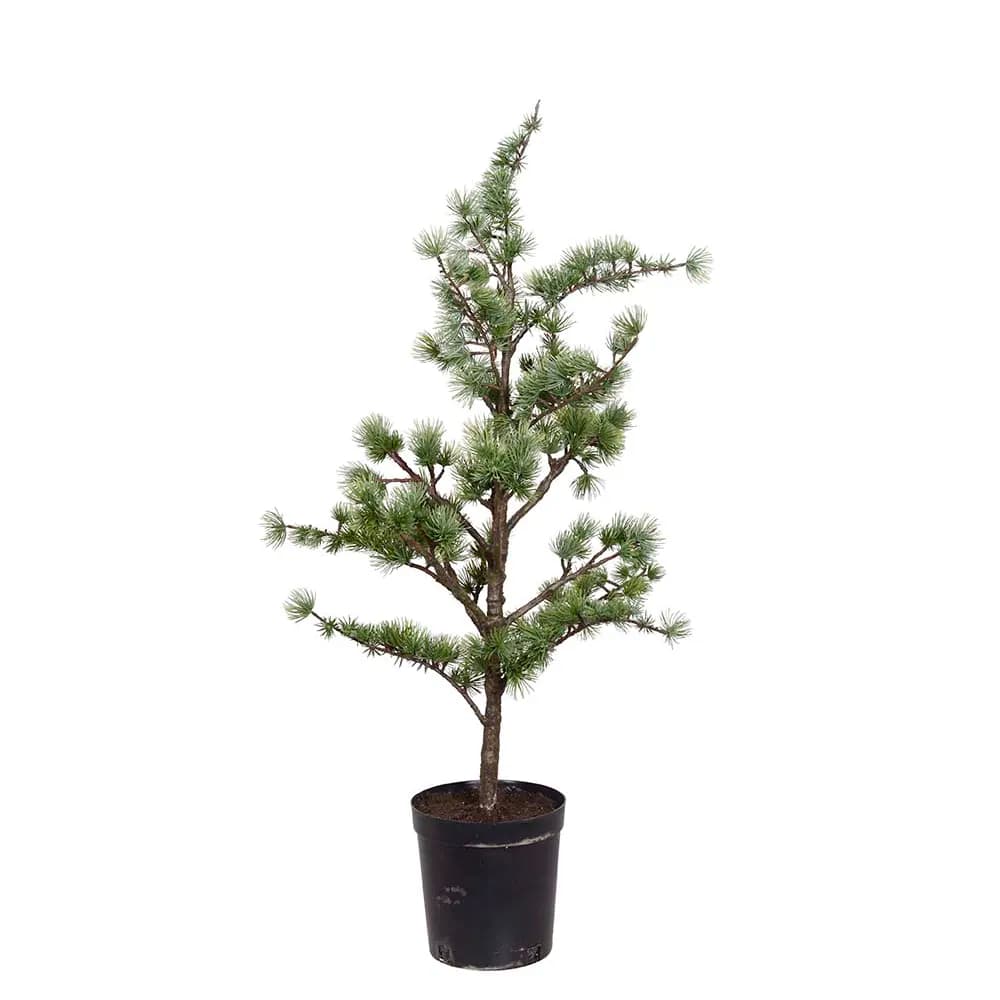 Mr Plant, Zedernbaum im Topf 80 cm