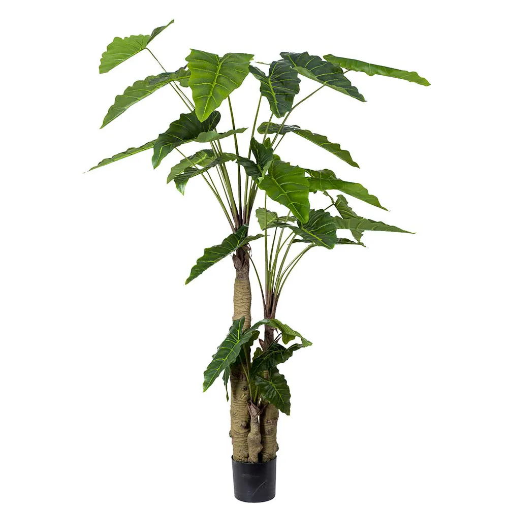 Mr Plant, Alocasia-Baum 200 cm