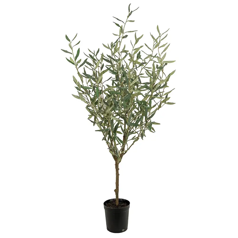 Mr Plant, Olivenbaum 130 cm Grün