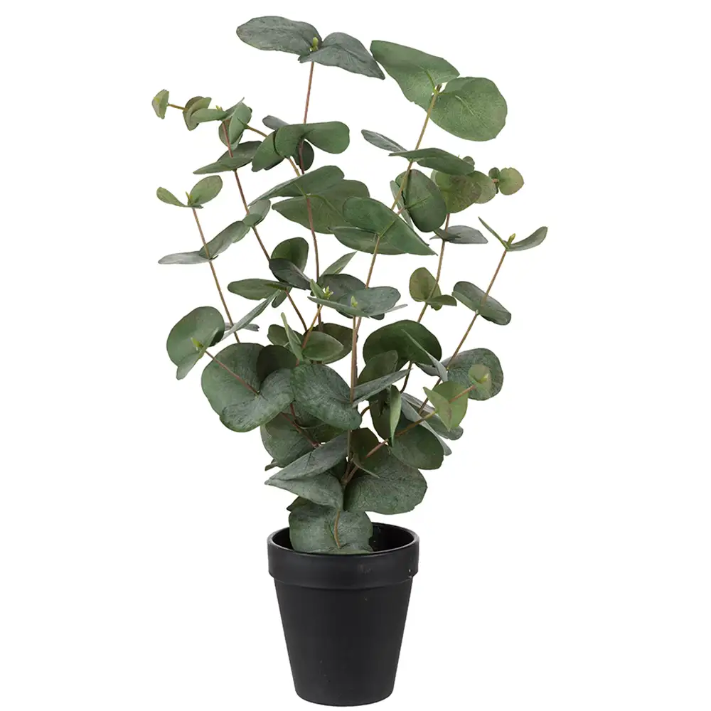 Mr Plant, Eukalyptus Topfpflanze 55 cm
