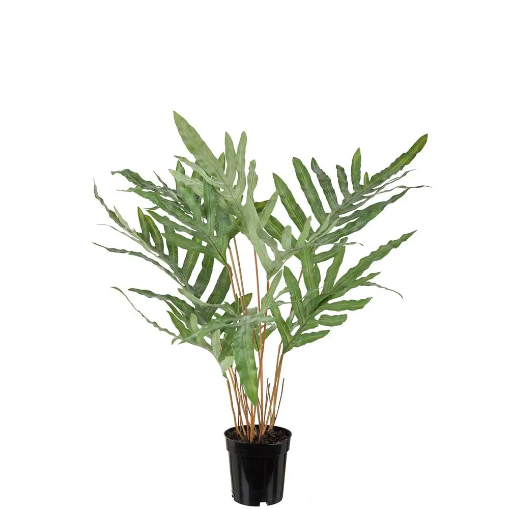 Mr Plant, Großblättriger Farn 75 cm