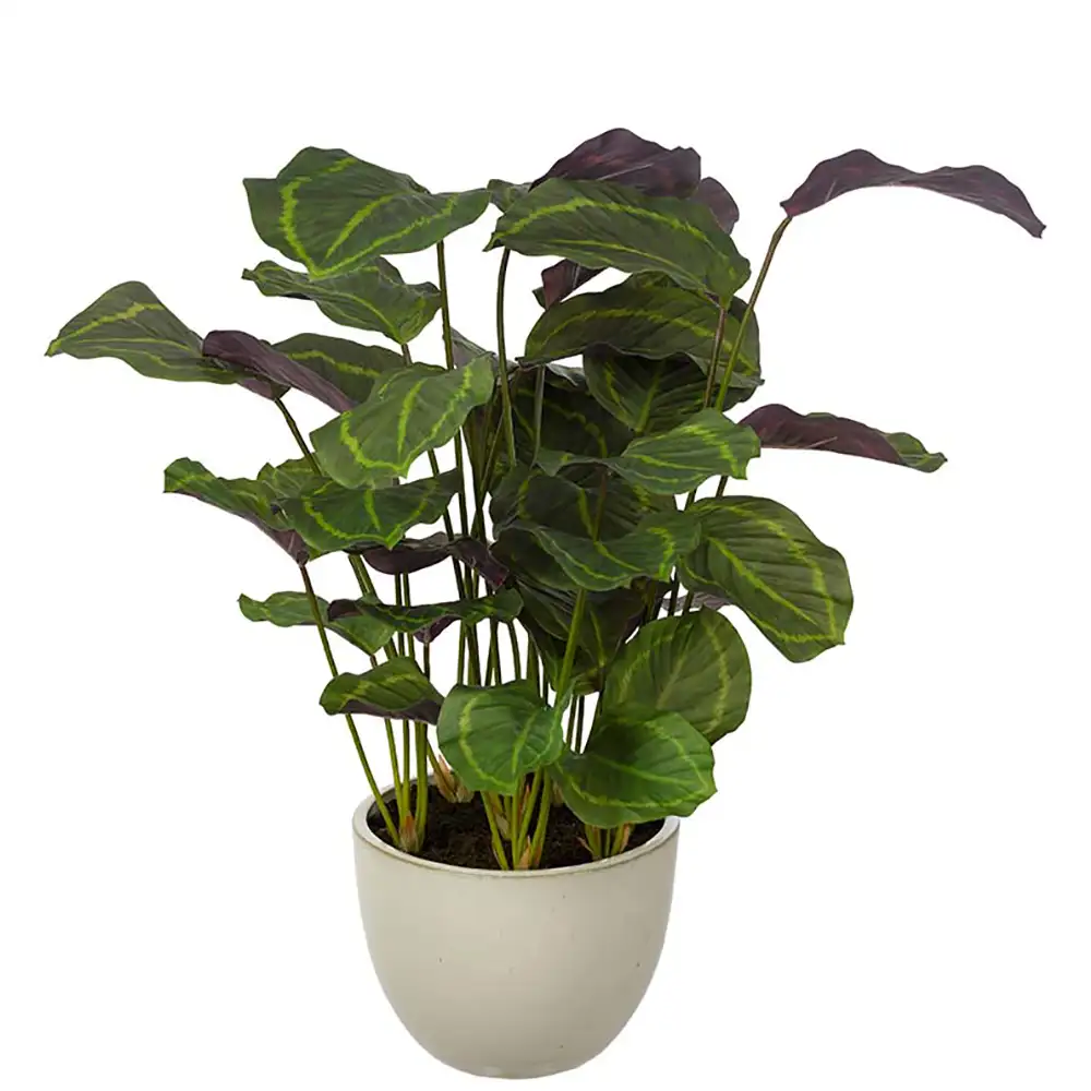 Mr Plant, Calathea Topfpflanze 80 cm