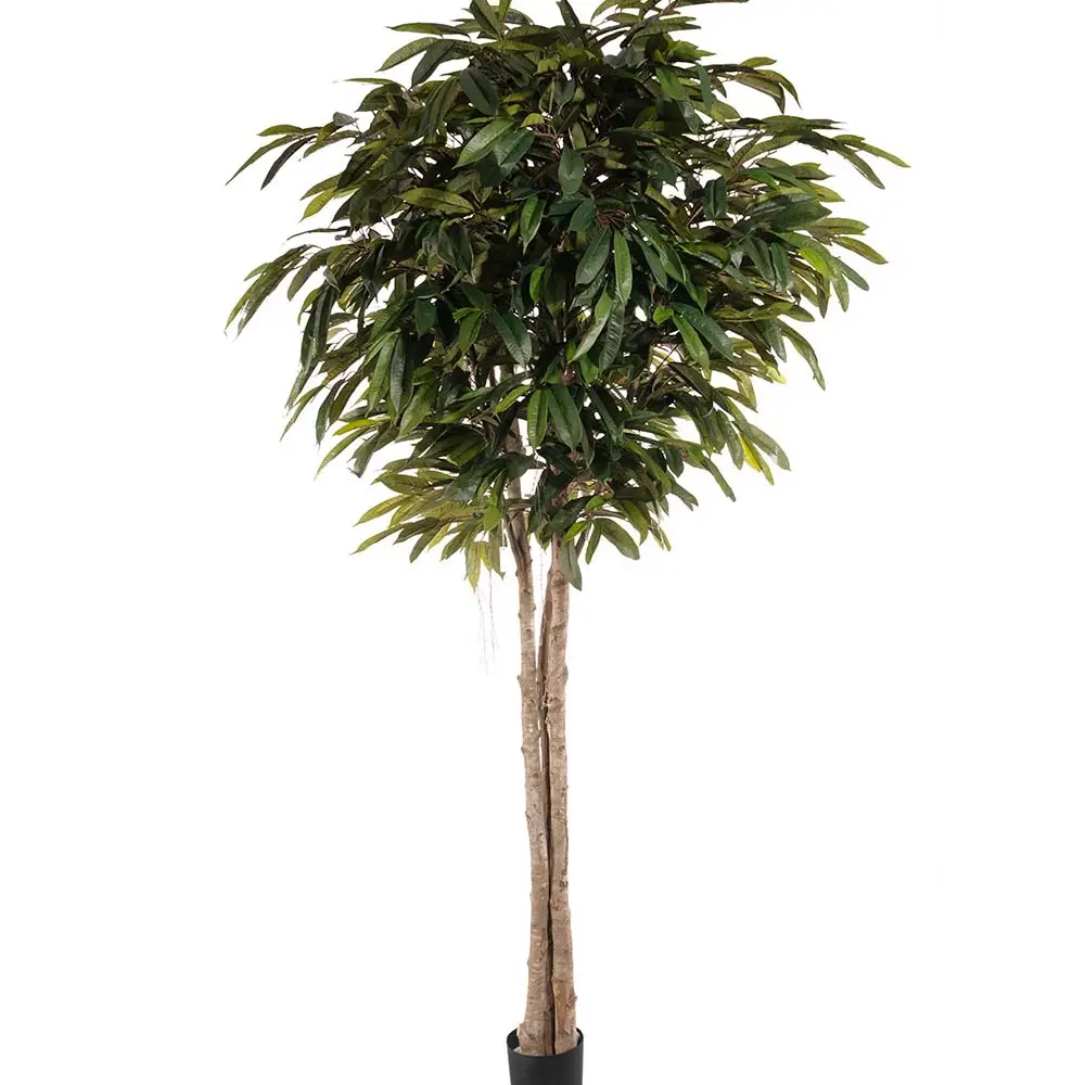 Mr Plant, Longifolia-Baum 260 cm