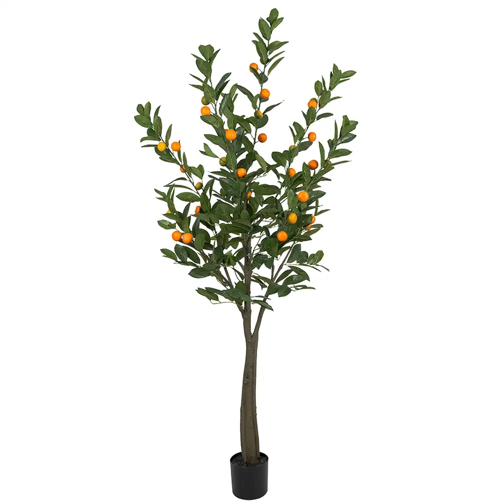 Mr Plant, Zitrusbaum 180 cm