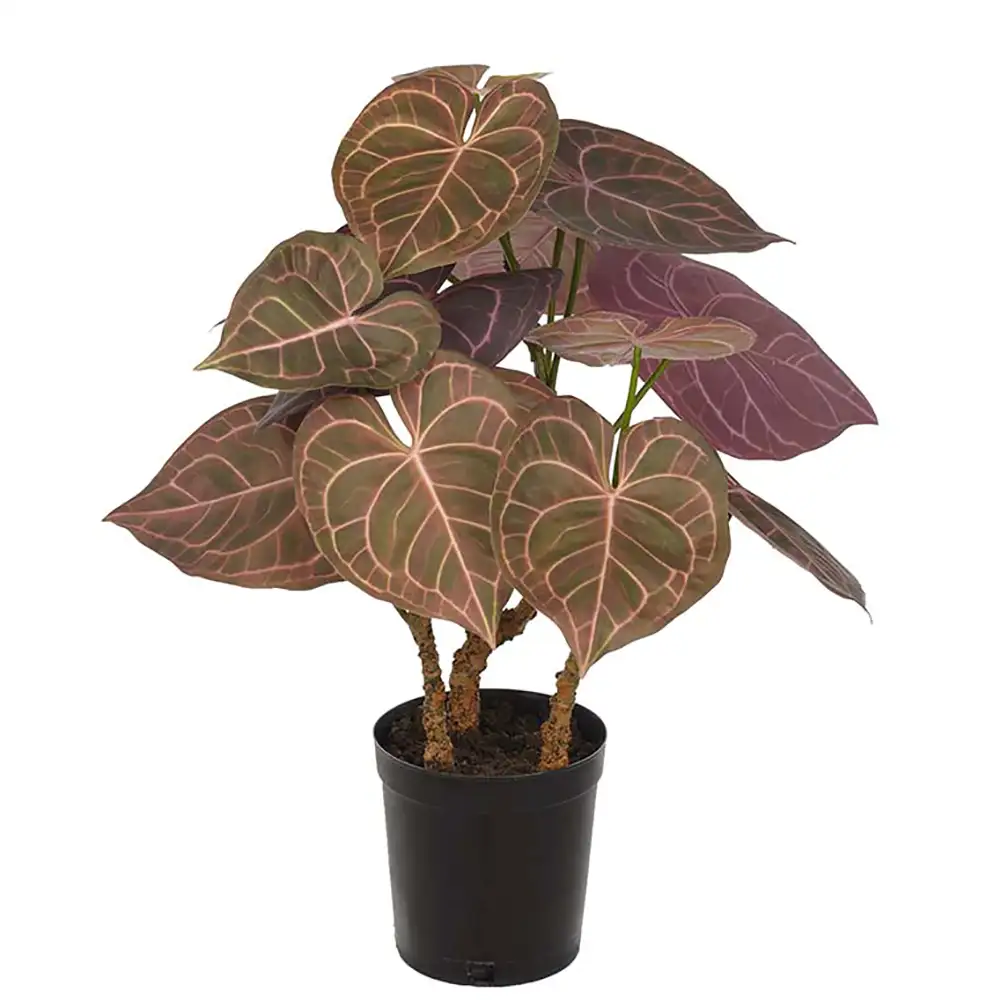 Mr Plant, Anthurium Topfpflanze 60 cm