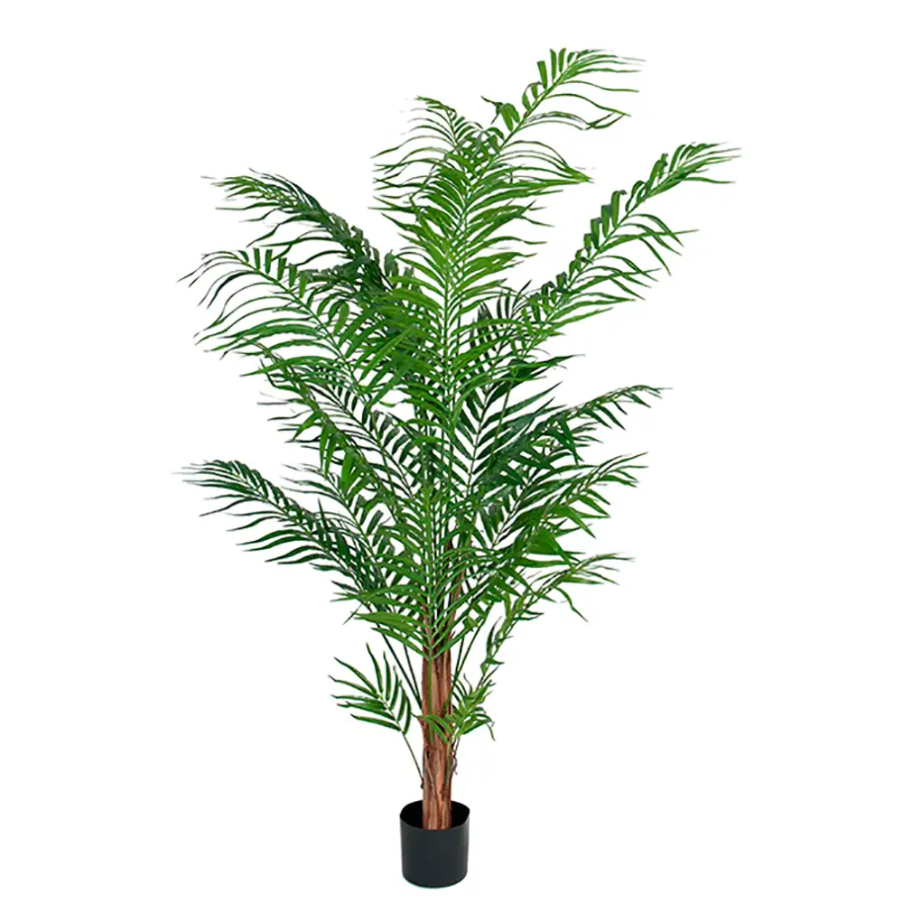 Mr Plant, Areca-Palme 150 cm