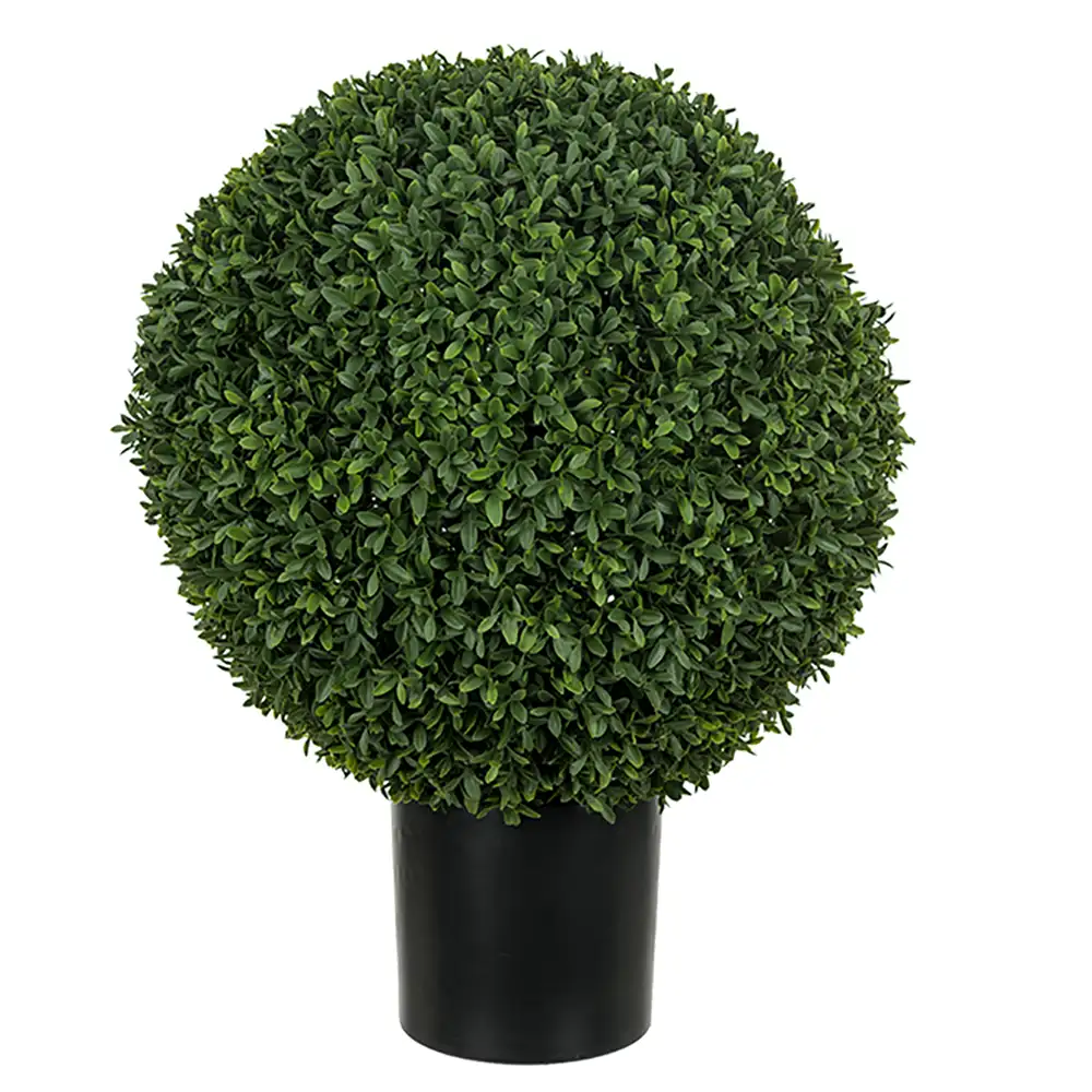 Mr Plant, Buchsbaum im Topf 50 cm