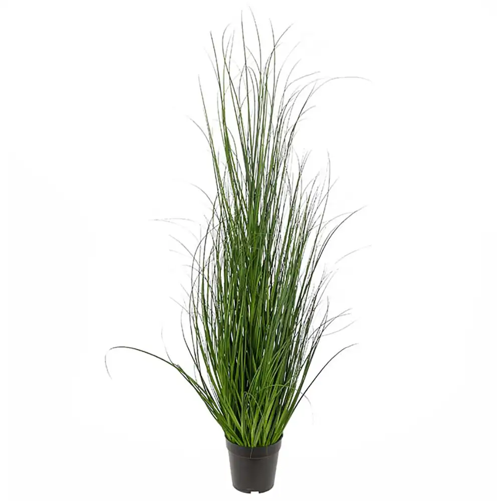 Mr Plant, Gras 110 cm