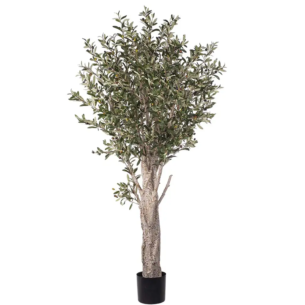 Mr Plant, Olivenbaum 190 cm