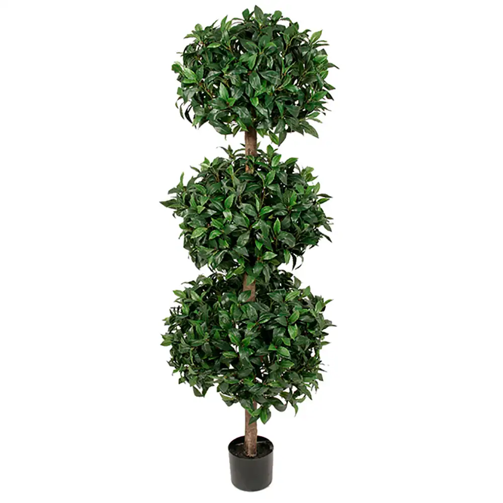 Mr Plant, Lagerbaum 150 cm
