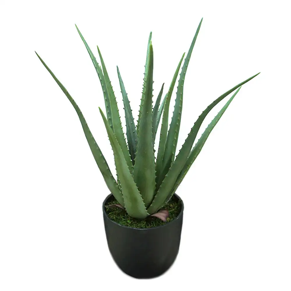 Mr Plant, Aloe Topfpflanze 55 cm