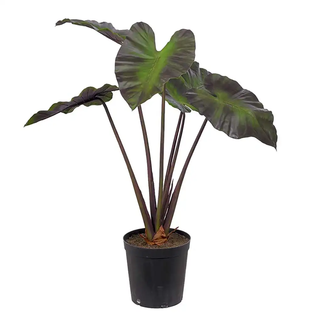 Mr Plant, Alocasia-Baum 100 cm