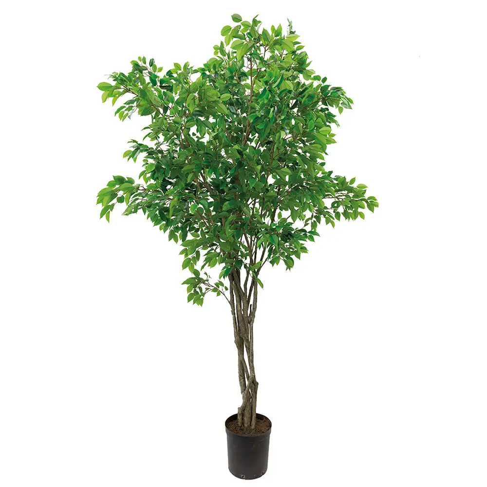 Mr Plant, Feige Benjamin Baum 300 cm