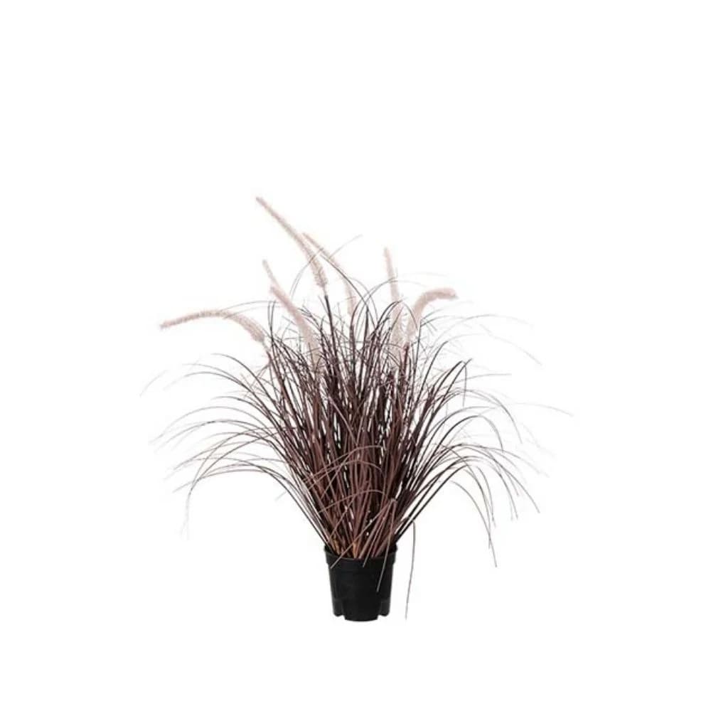 Mr Plant, Gras Burgundy 60 cm