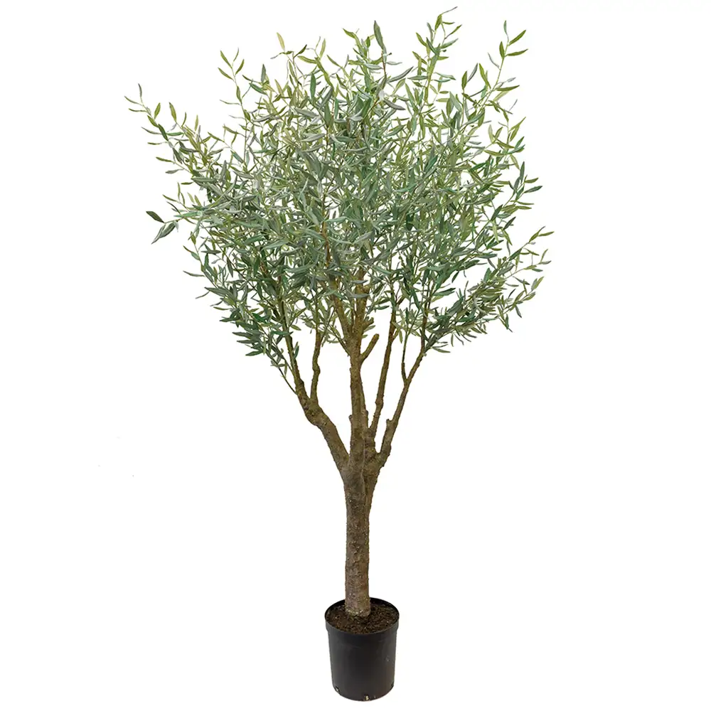 Mr Plant, Olivenbaum 240 cm Grün