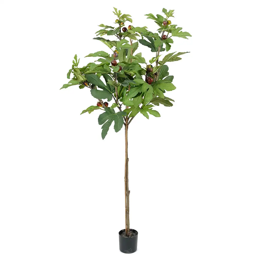 Mr Plant, Feigenbaum 150 cm