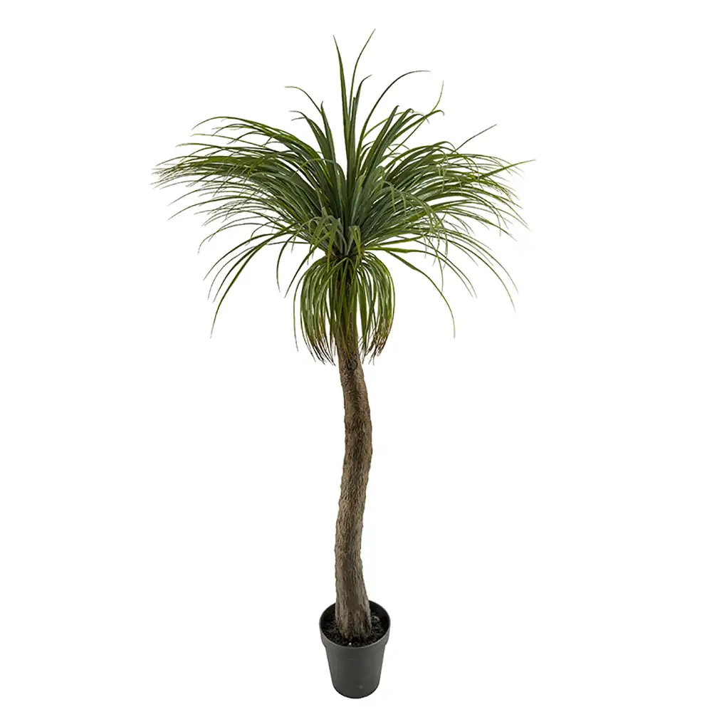 Mr Plant, Flascherlibaum 180 cm