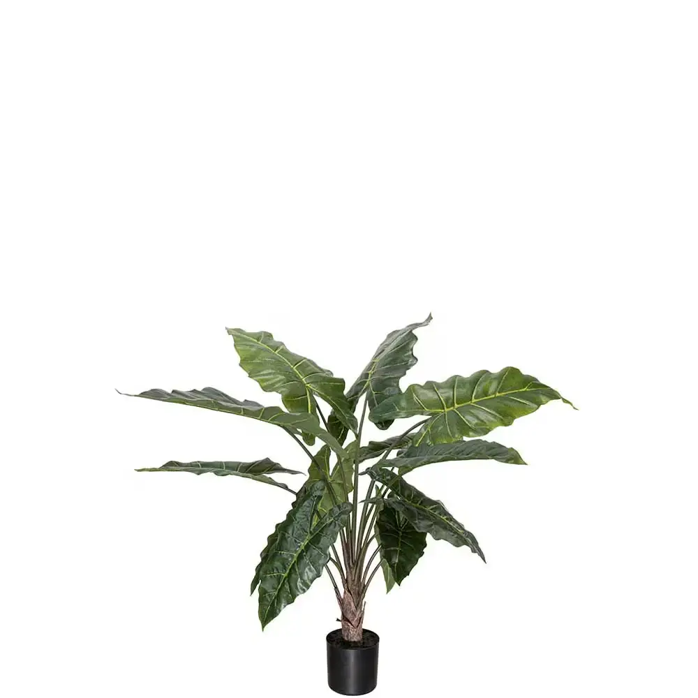 Mr Plant, Alocasia Topfpflanze 90 cm