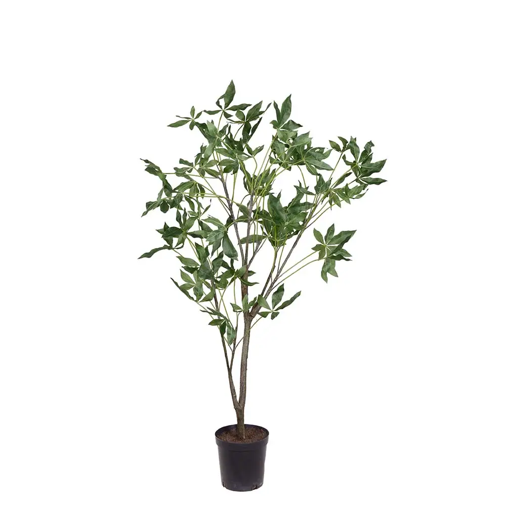 Mr Plant, Pachira-Baum im Topf 140 cm