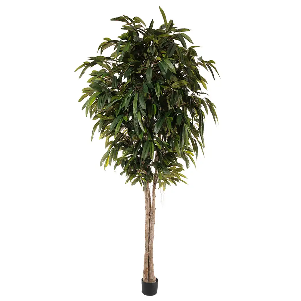 Mr Plant, Longifolia-Baum 320 cm