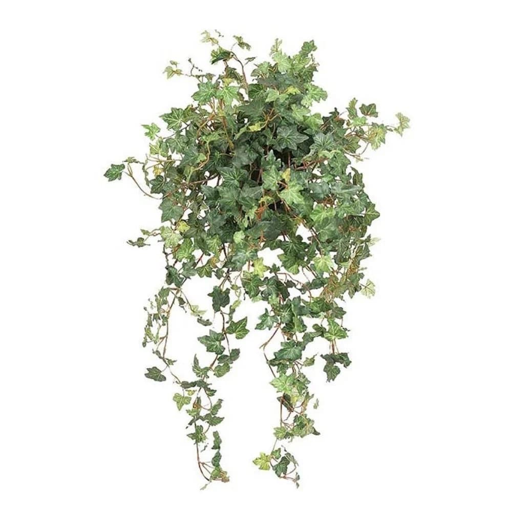 Mr Plant, Efeu Grün